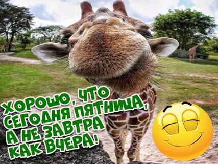 Пятницы картинки прикольные смешные позитивные