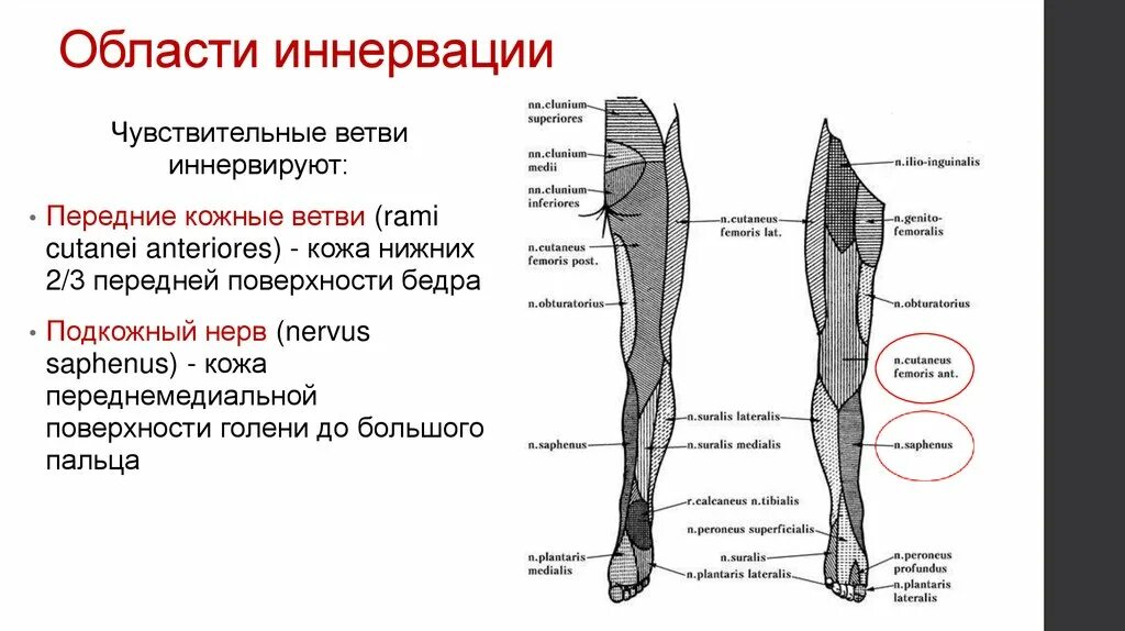 Области нижней конечности. Иннервация кожи нижней конечности схема. Латеральный кожный нерв икры топография. Иннервация голени и стопы схема. Область кожи голени иннервация.