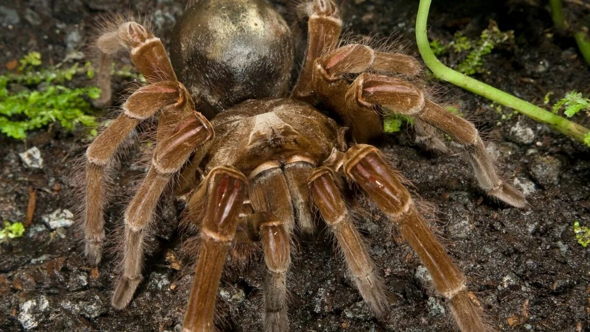 Цербал аравийский паук. Паук птицеед австралия. Краб птицеед. Хантсмен паук. Паук апулийский тарантул.