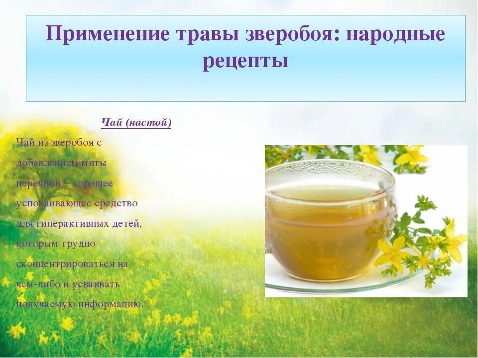 Зверобой и потенция. Зверобой продырявленный лекарственные растения. Зверобой для мужской потенции. Зверобой трава для потенции. Зверобой для мужской потенции.