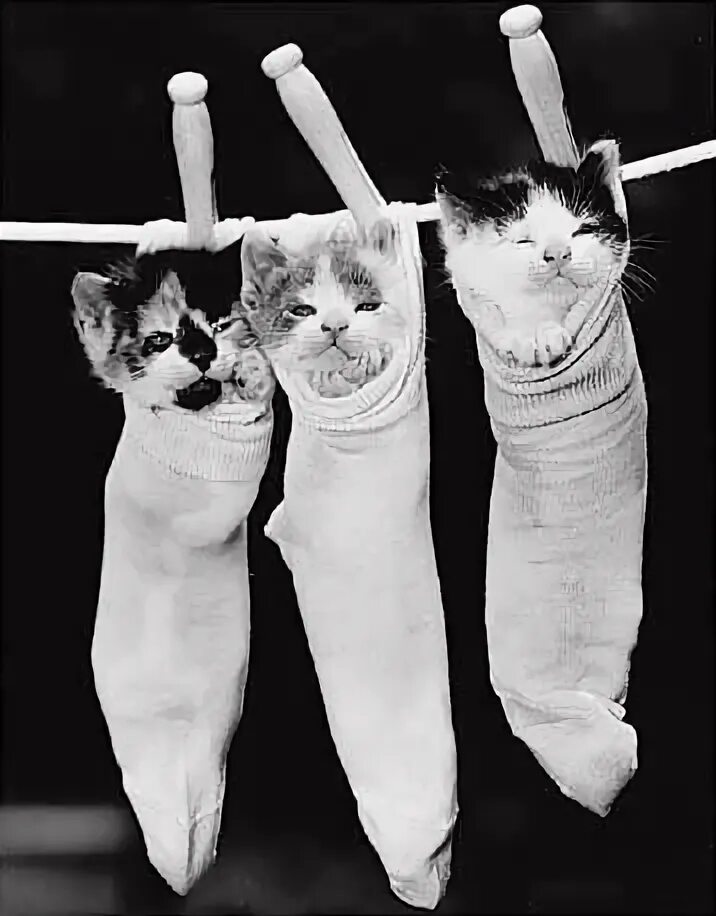 Повешенные кошки. Смирительная рубашка для котов. Кот в смирительной рубашке. Смирительный костюм для кошек.