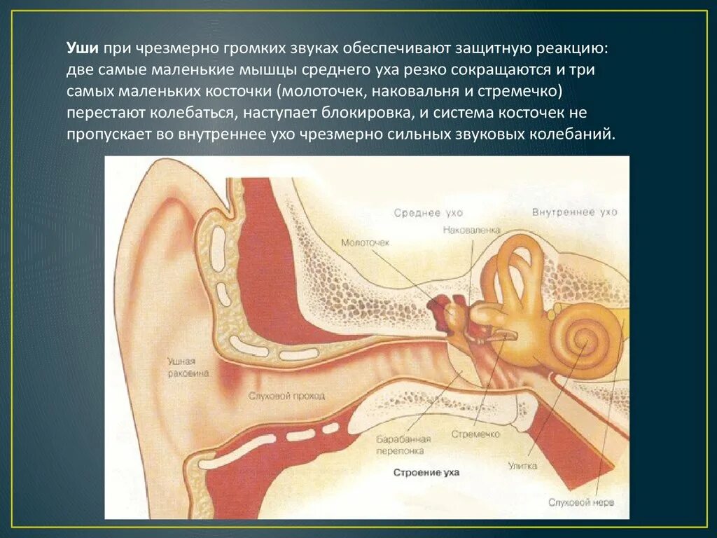 Слуховые рецепторы внутреннего уха. Строение слухового рецептора рисунок. Рецепторы слухового анализатора. Строение уха. Рецепторный орган слуха