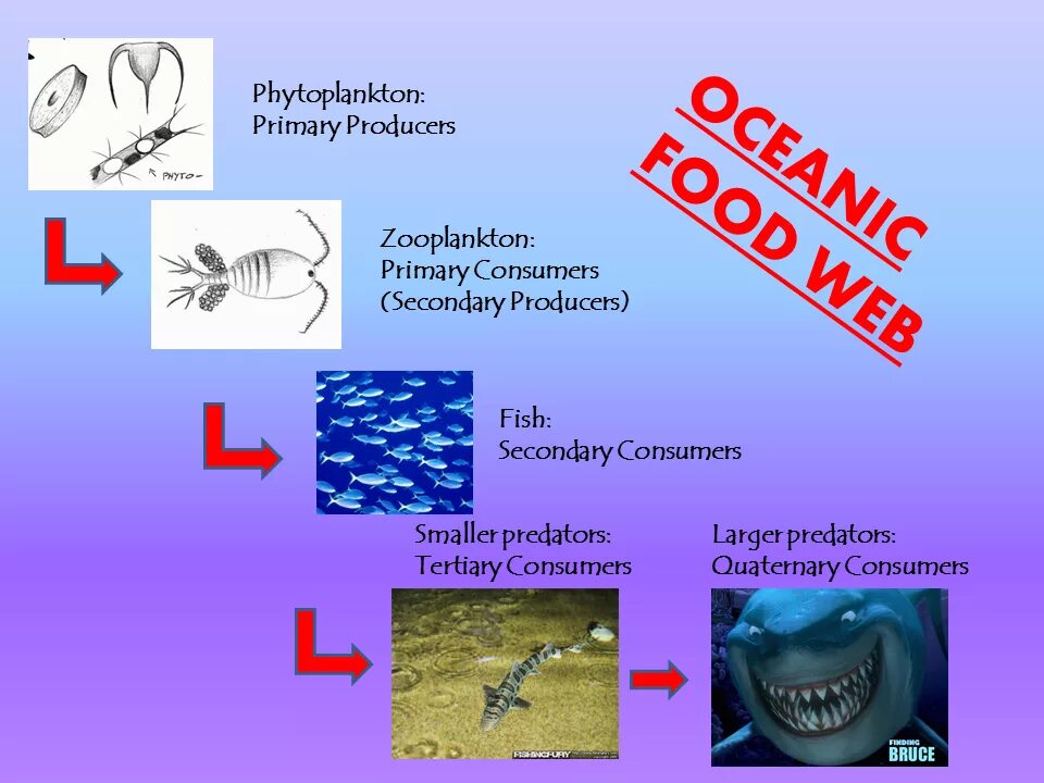 1 фитопланктон цепь. Цепь питания планктон. Фитопланктон пищевая цепь. Фитопланктон зоопланктон пищевая цепь. Фитопланктон цепочка питания.