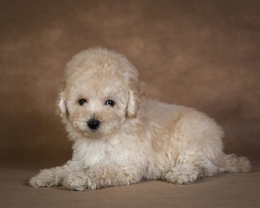 стрижки мальтипу мальчиков