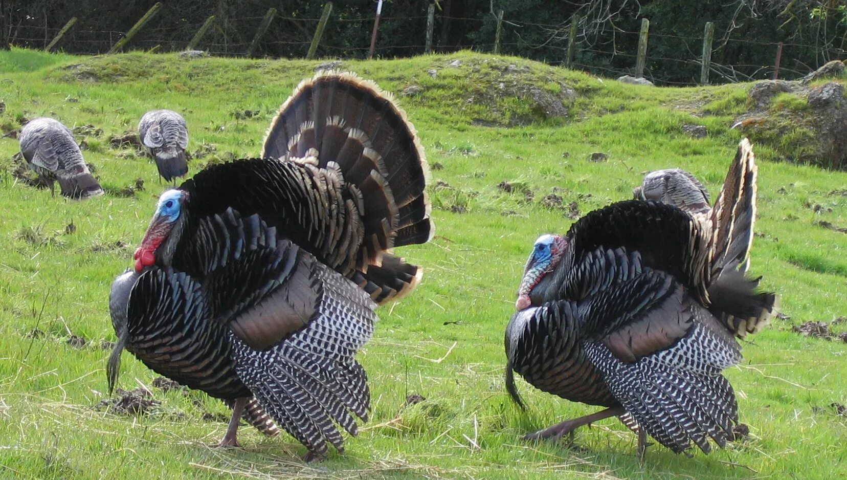 индейка обыкновенная meleagris gallopavo. индюк московская бронза. бесплатное индюки. индюк индюшка и индюшонок. бесплатное индюки.