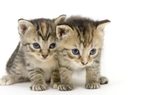 Kitten twitter