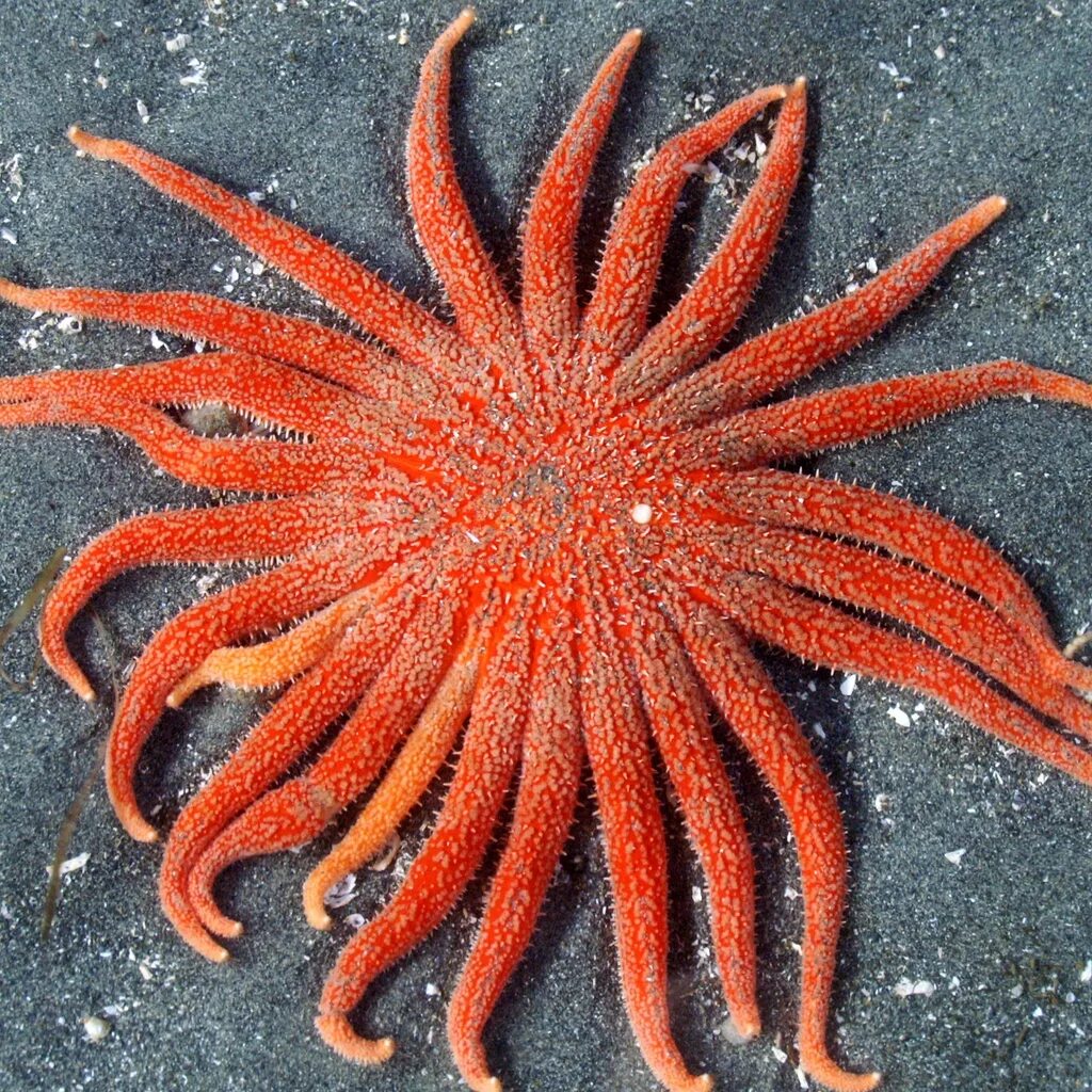 Лучевая симметрия червя. Иглокожие морские звезды. Кроссастер морская звезда. Иглокожие ордовика. Иглокожие черви.