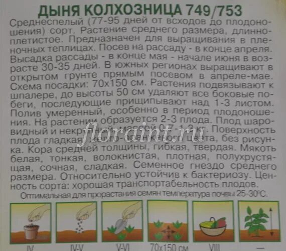 На какую глубину сажать семена арбуза. Схема посадки дыни. арбуз схема посадки в открытый грунт семенами. схема посадки арбузов и дынь. схема посадки дыни в открытом грунте.