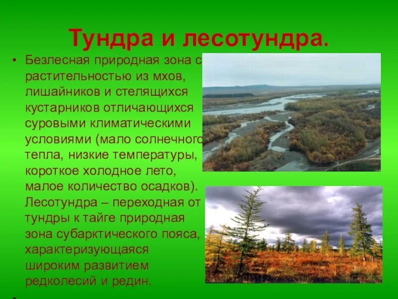 Тундра природная зона россии климат. Природные зоны тундры и лесотундры. Природная зона тундра в Евразии. Тундра Безлесная зона. Растительный мир тундры и лесотундры Северной Америки.