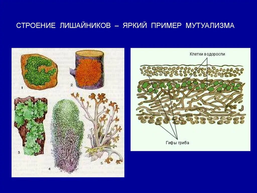 Лишайники состоят из клеток. Микроскопическое строение лишайника. Схема слоевища лишайника. Строение слоевища лишайника (схема). Лишайник ягель строение.