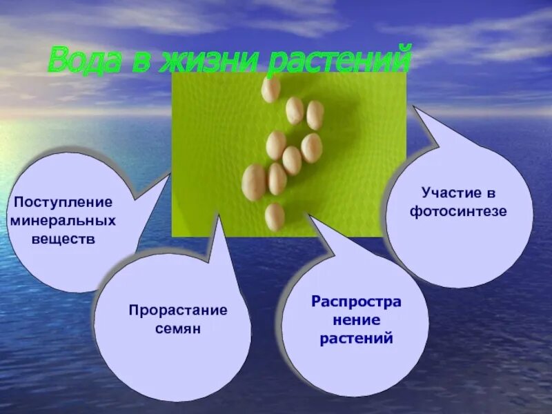 Роль воды в жизни растений кратко. Значение воды для растений. Значение воды в жизни растений. Роль воды в жизни растений и животных. Влияние минеральной воды на растения