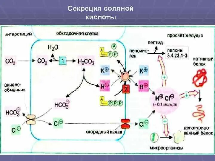 Повышена секреция соляной кислоты. Образование соляной кислоты в желудке биохимия. регуляция секреции соляной кислоты в желудке биохимия. механизм секреции соляной кислоты в желудке биохимия. механизм выработки соляной кислоты.