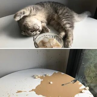 Кот внезапно