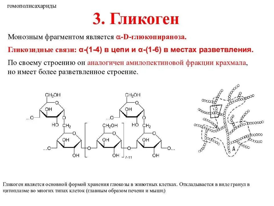 Строение гликогена формула. Гликоген строение роль. Циклическая формула гликогена. Структурные ФРАГМЕНТЫ гликогена. Глюкоген