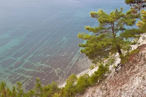 Черное море дикая