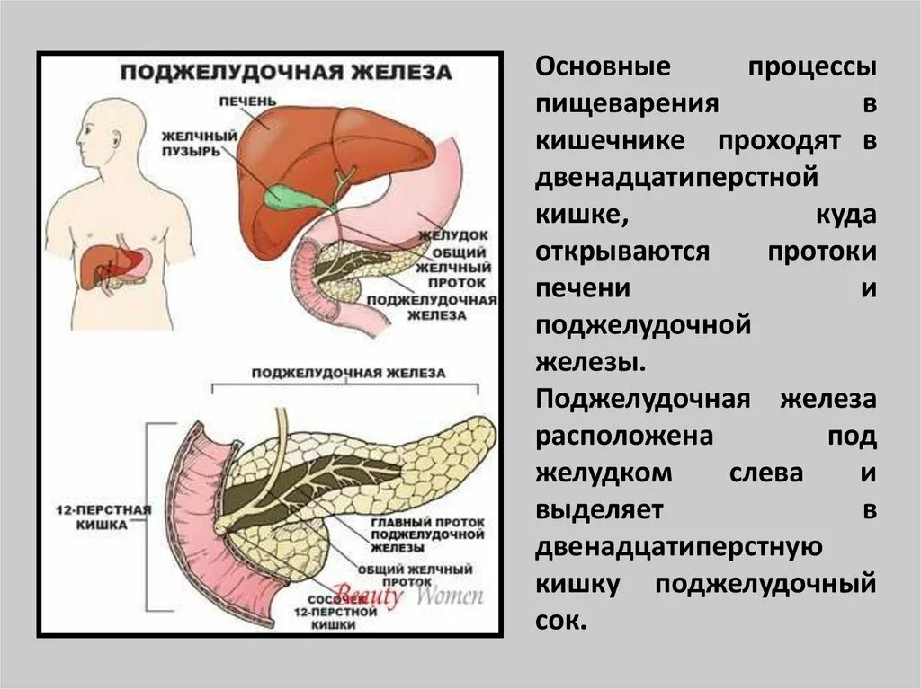 Что выпить при боли в поджелудочной. Лекарство для поджелудочной железы. Терапия поджелудочной железы. Поджелудочная железа лекар. Методы лечения поджелудочной железы.