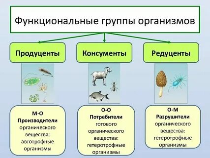Какие грибы редуценты