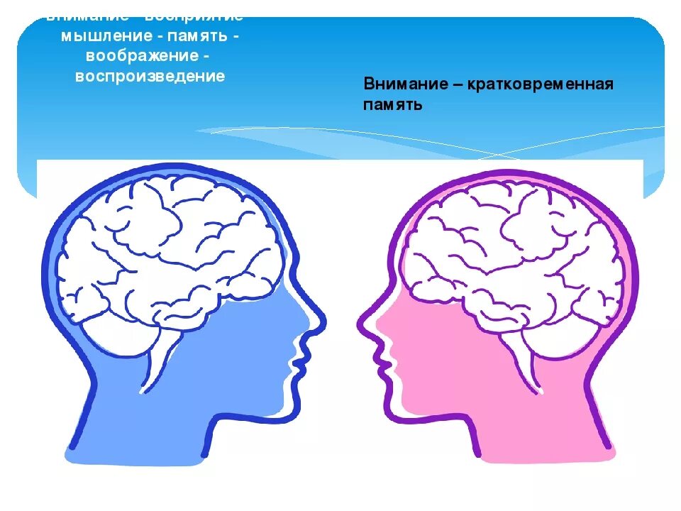 Внимание и мысли. Восприятие память внимание. Восприятие память мышление. Память, внимание, мышление. Память внимание мышление воображение.