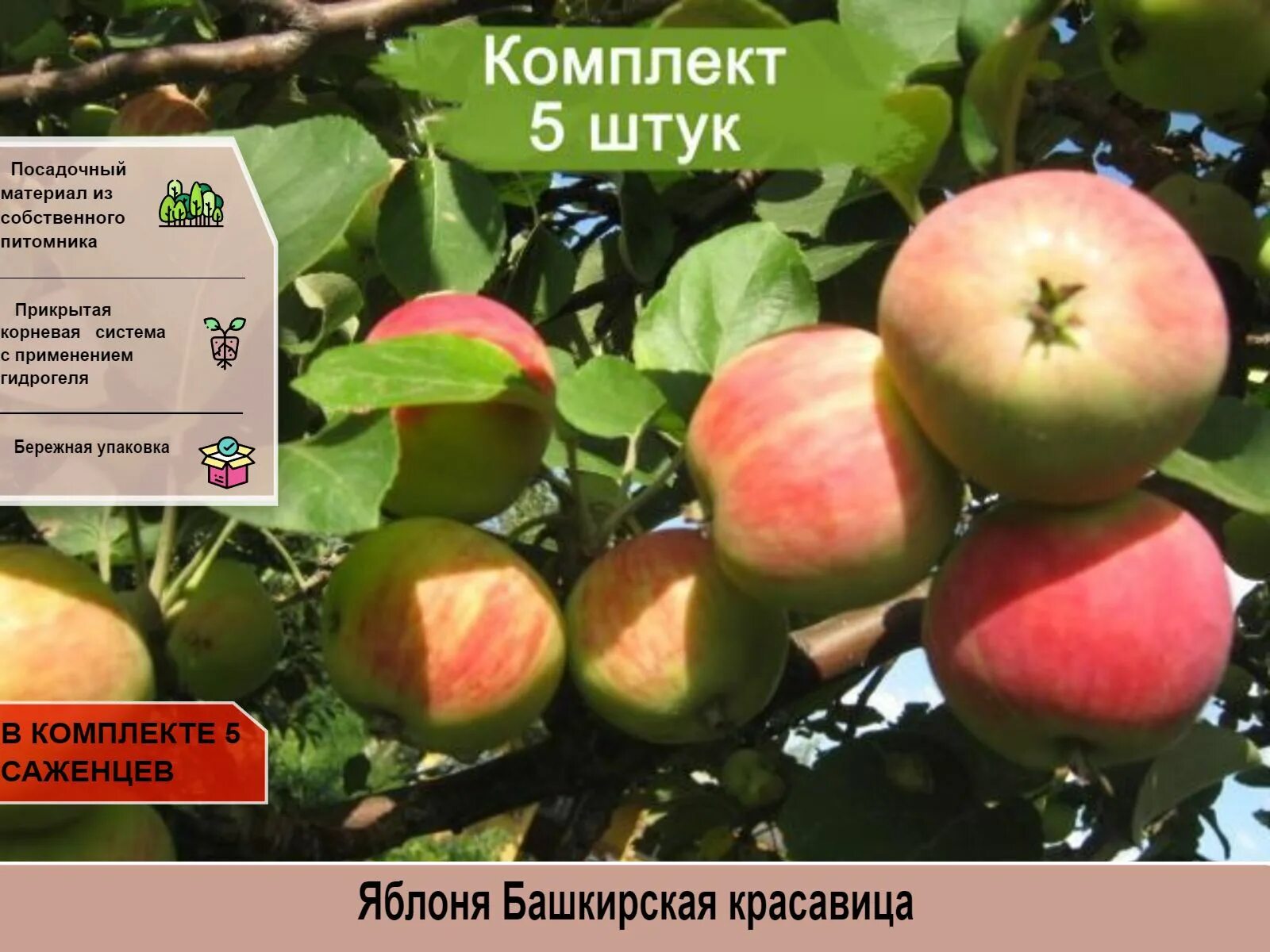 Яблоня минусинское. Яблоня синап минусинский. Яблоня ранетка колоновидная. Полукультурка жебровское. Яблоня минусинское десертное.