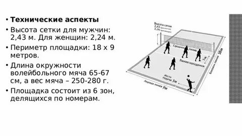 Сколько мужская сетка в волейболе