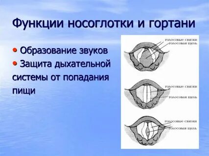 Носоглотка строение таблица