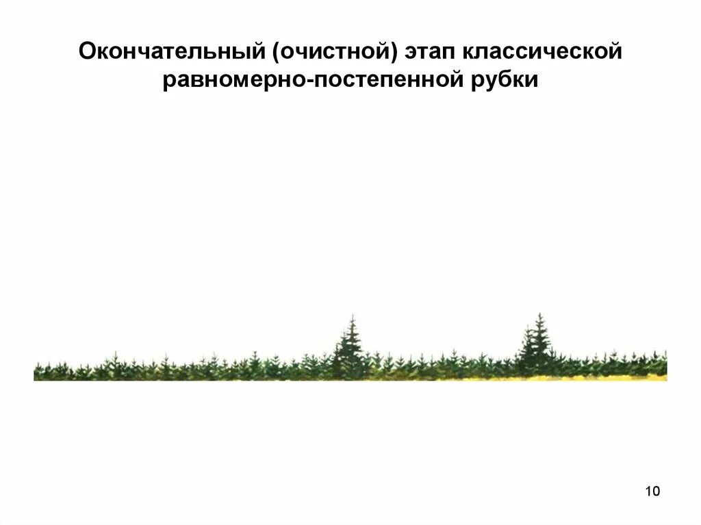 Сплошные выборочные рубки. Равномерно-постепенные рубки схема. Выборочные рубки схема. Схема постепенная рубка леса. Технология равномерно постепенные рубки.