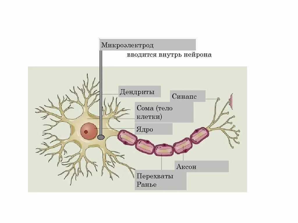 Дендрит тело нейрона Аксон синапс. Дендриты ядро Аксон синапсы. Аксон клетки нейрона. Дендриты тело нейрона Аксон и синапс на рисунке.