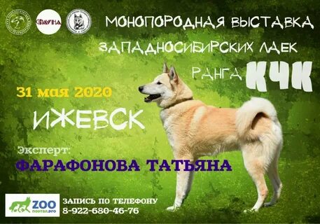 Собаки ижевск