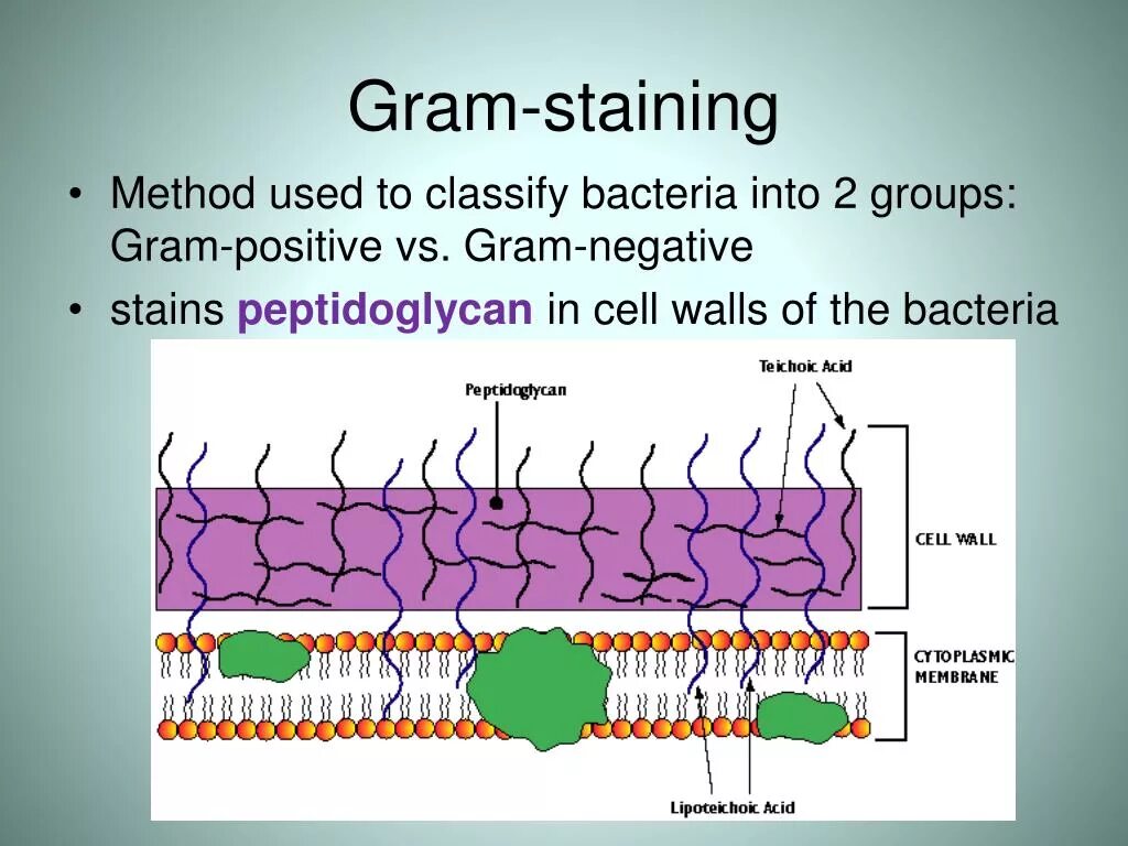 Method is used. Gram staining of bacteria. staining of acid-fast bacteria ppt. the structure of a bacterial cell.simple and complex painting methods.methods of gram, ziehl-nielsen.. non classified bacterial species.