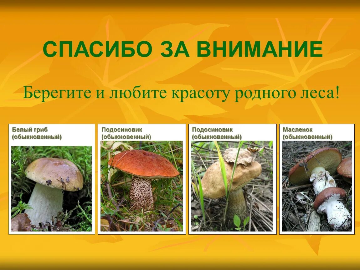 Группы грибов 7 класс биология. Спасибо за внимание грибы. Спасибо за внимание для презентации грибы. Спасибо за внимание мухомор. Благодарим за внимание грибы.
