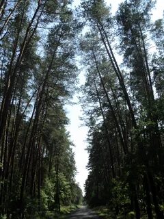 Чернолесье