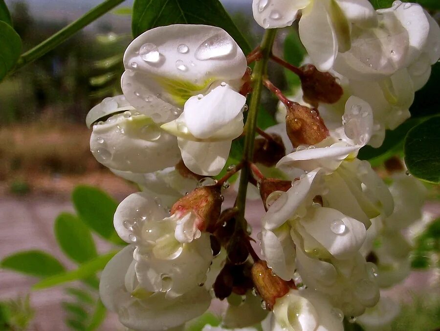 над городом плыл запах не распустившейся акации. белой акации гроздья душистые. гроздья акации. белой акации гроздья. над городом плыл запах не распустившейся акации.