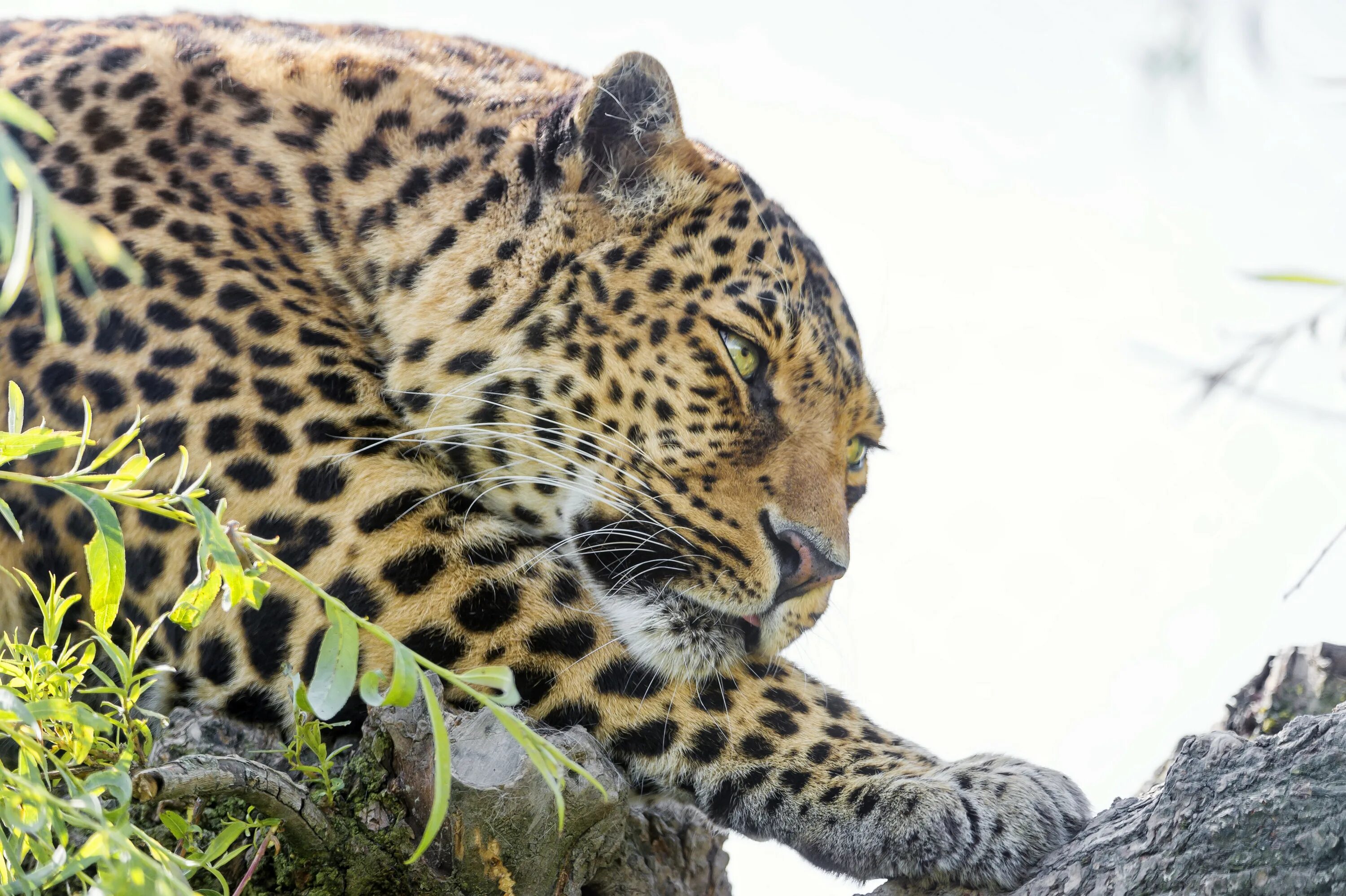 Парк диких кошек. Леопард vs ягуар. Leopards are bigger than jaguars. Leopards are bigger than jaguars. Ягуар и леопард разница.
