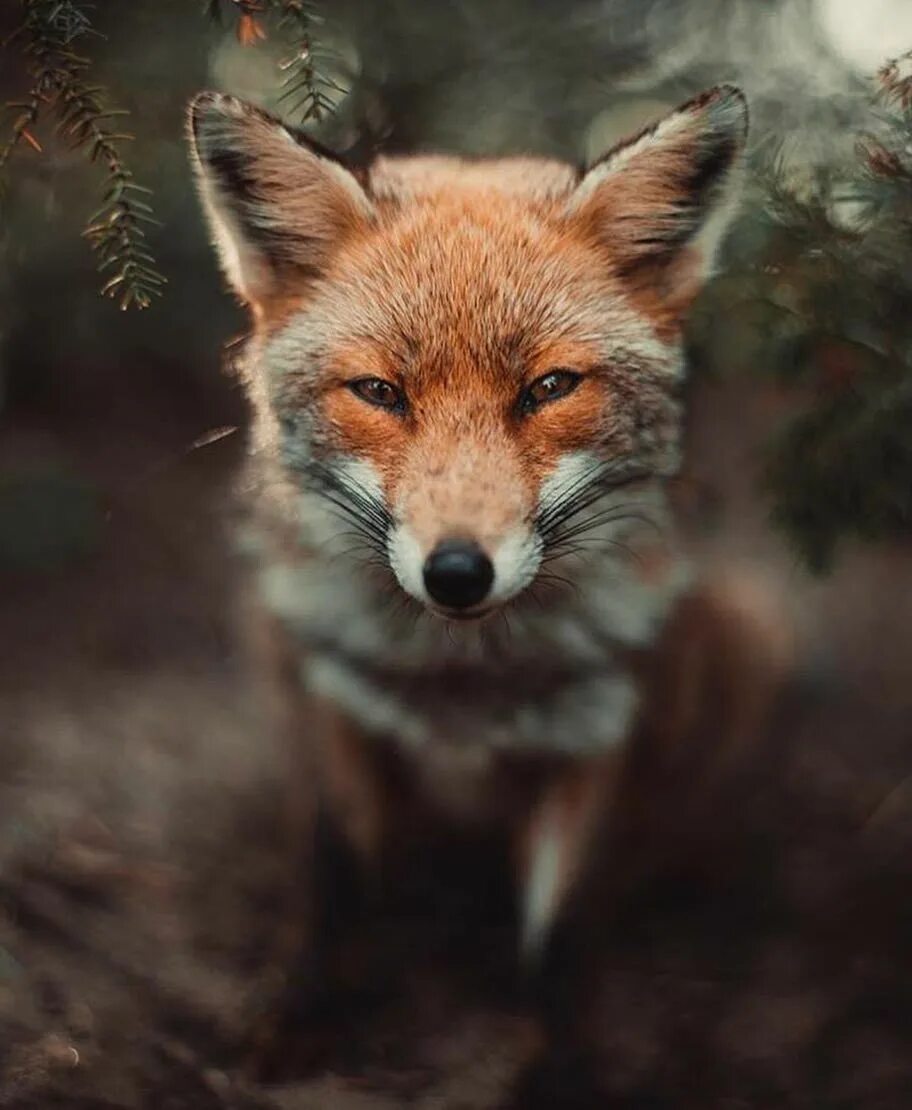 Sweety fox beauty. Лисичка Патрикеевна Полярная. Эстетика Лис. Лисы Эстетика. Морда лисы.