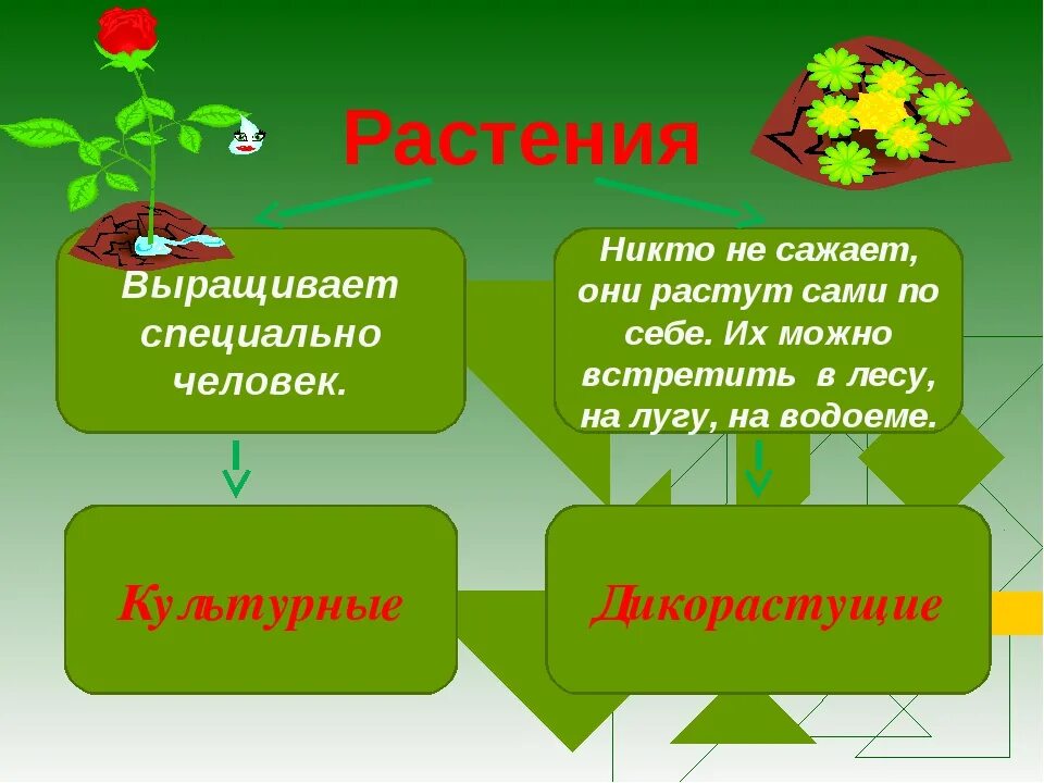 Значение культурных растений в жизни человека 7. Разнообразие культурных растений. Дикорастущие и культурные растения. Презентация на тему культурные растения. Культурные растения в жизнедеятельности человека.