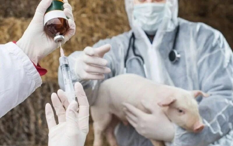 биотехнологии в животноводстве. биотехнология в животноводстве презентация. биотехнология в животноводстве презентация. биотехнология животных. схема трансплантации эмбрионов крупного рогатого скота.