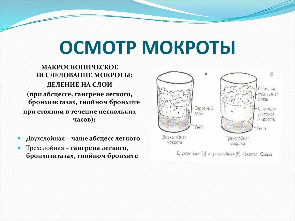 Почему появляется мокрота. У здорового человека мокрота в мл. Механизм образования мокроты. У здорового пациента мокрота:.