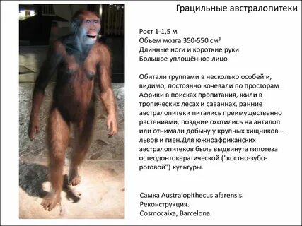 Объем австралопитека