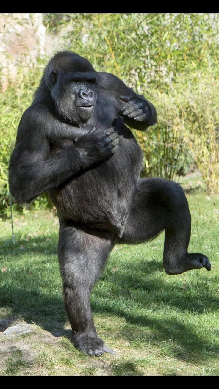 Male gorilla. фотография Stock Adobe Stock