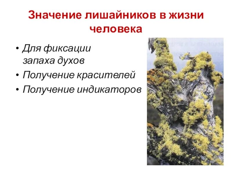 Лишайников. Отдел лишайники. Лишайники индикаторы. Среда жизни лишайника. Сделайте описание лишайника по следующему плану какую