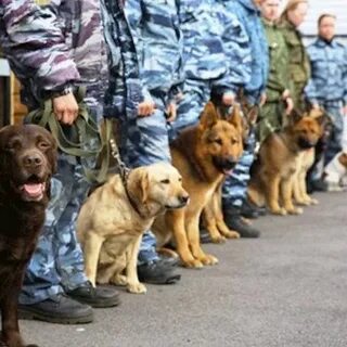 Собаки используя