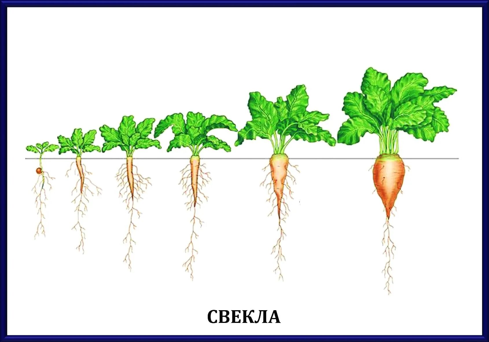 Редис схема. Этапы роста моркови для дошкольников. схема выращивания овощей для детей. развитие растений для детей. фазы роста и развития свеклы.