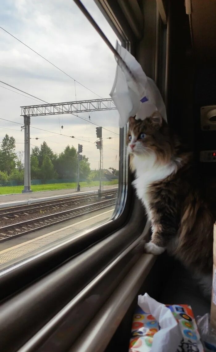 Кот железная дорога. Кот в поезде. Кот в электричке. Поезд. Кот на железной дороге.