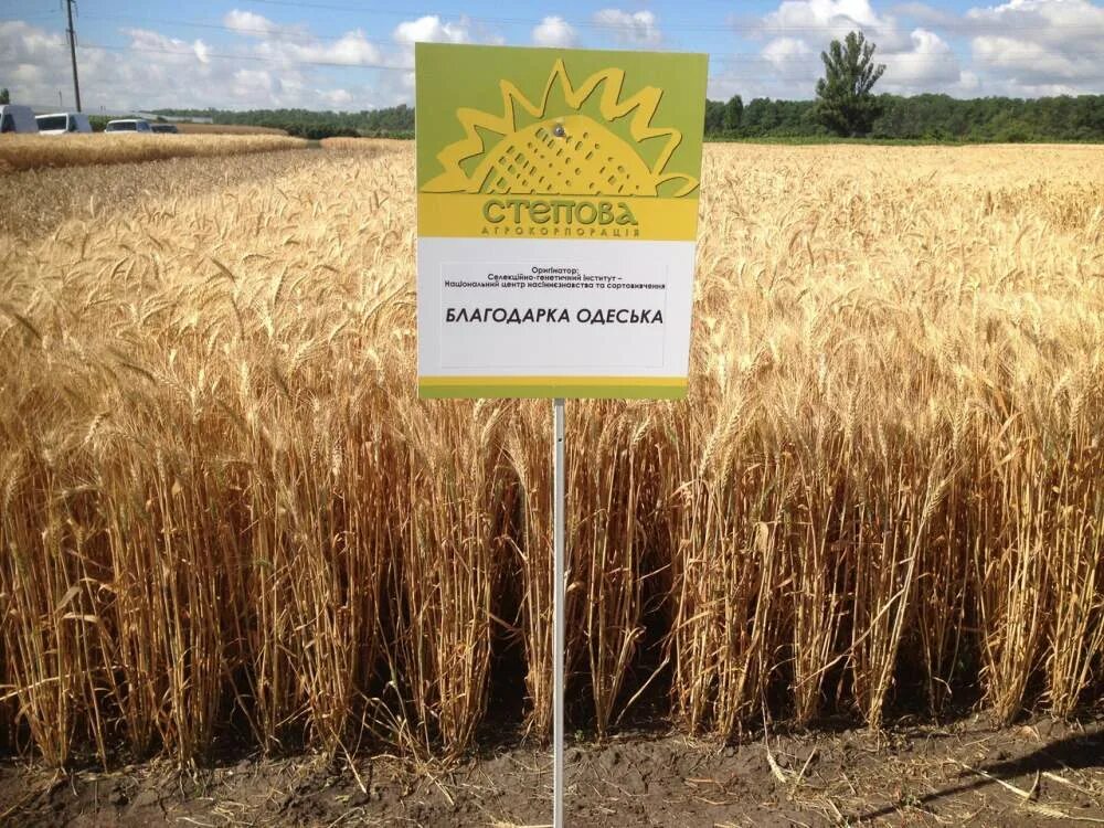 Фермеры продали 1364 т пшеницы. Пшеница озимая сорт «Немчиновская 85» элита. Озимая пшеница Еланчик. Низкорослая пшеница.