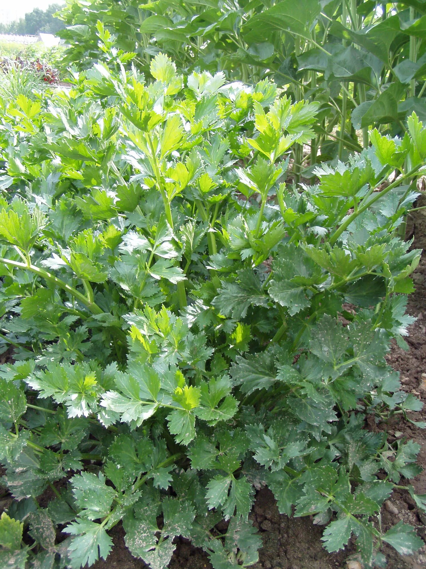 любисток. любисток цветет. любисток обыкновенный. любисток листья. любисток что это.