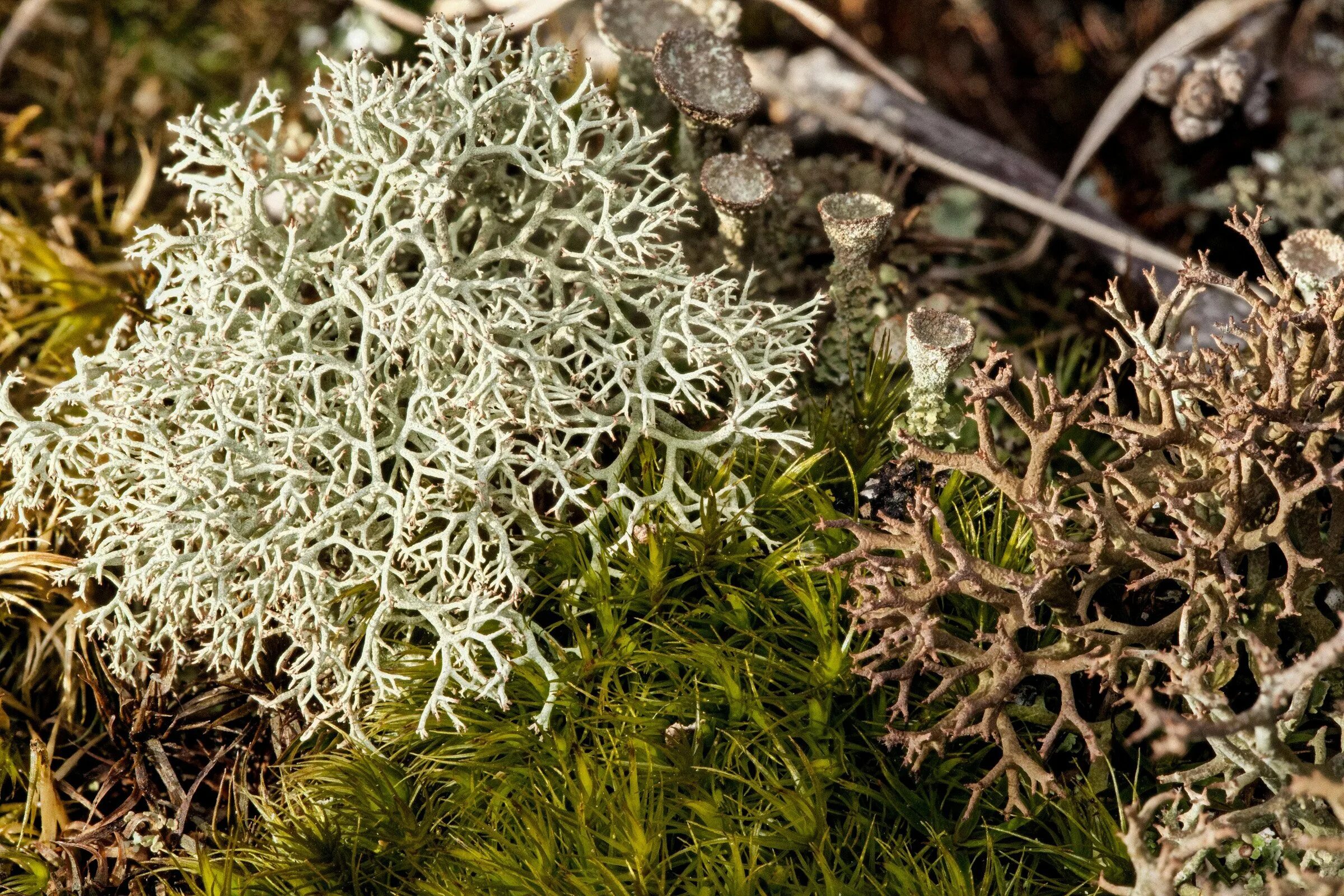 Цетрария эпифит. Ягель виды. Верхоплодный мох. Королевский ягель. Ягель виды.