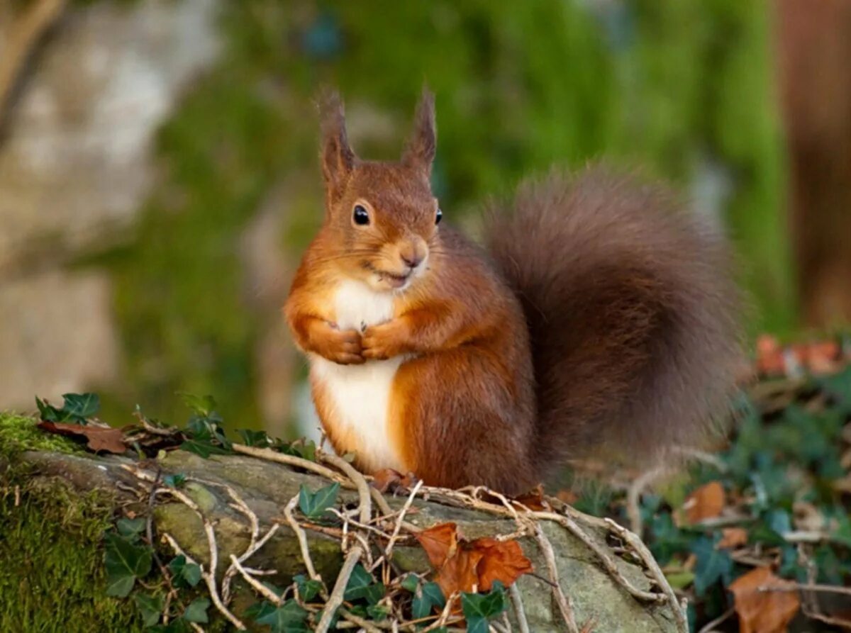 лесные животные белка с бельчатами. животные леса белка бельчонок. обыкновенная белка с бельчатами. звери леса. белки на елке.