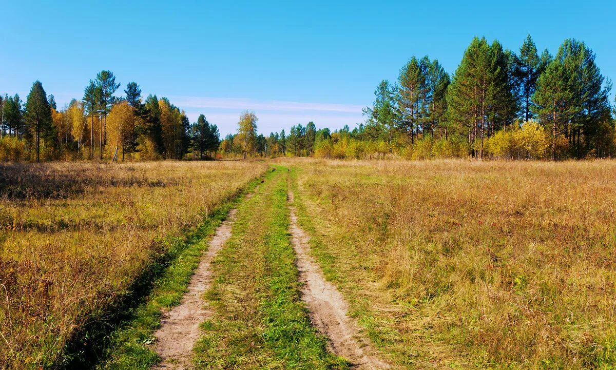лесная тропинка до абрамцево. от лесной дорожки до деревни. тропа в деревне. тропинка в лесу. «лесная тропа» спб.