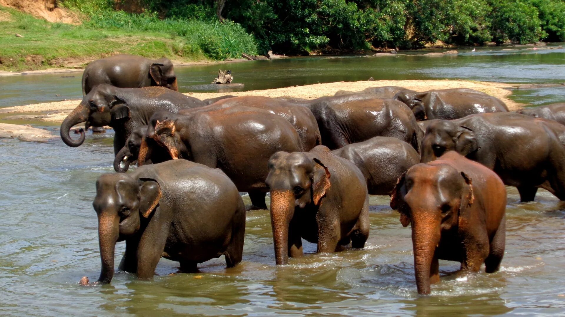 Elephant river. Стадо слонов. Слон на водопое. Слоны на водопое. Слоны купаются.