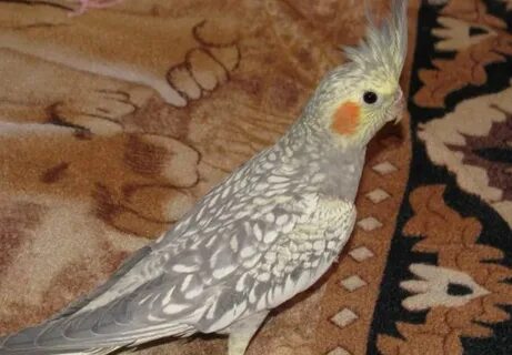 Пестрый кореллы